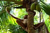 Ramgati - chłopiec zrywa kokosy z palmy