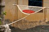 Ramgati - suszenie papryczek chilli