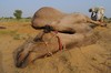 Bikaner
