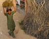 Bikaner