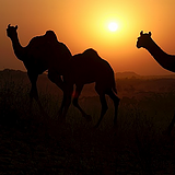 Pushkar Camel Fair