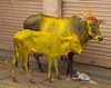 Mysore, krowy na bazarze