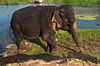 Chitrakoot - słoń