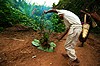 Laos, Nam Mang, mężczyzna strzepuje z gałęzi mrówki na posiłek