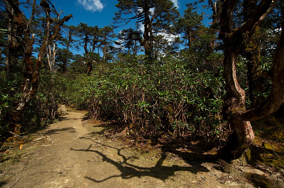 Rododendrony (Goecha La trek)